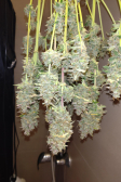 Instagram Papaya Cookies Auto™