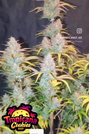 Tropicana Cookies Auto - Colorful Flowering Plant Close Up