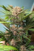Instagram Lemon Cherry Cookies Auto