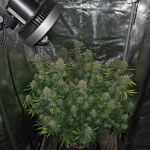 Instagram Lemon Cherry Sundae Auto™