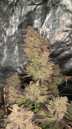Mimosa Cake Auto - Large Mature Cola Near Return