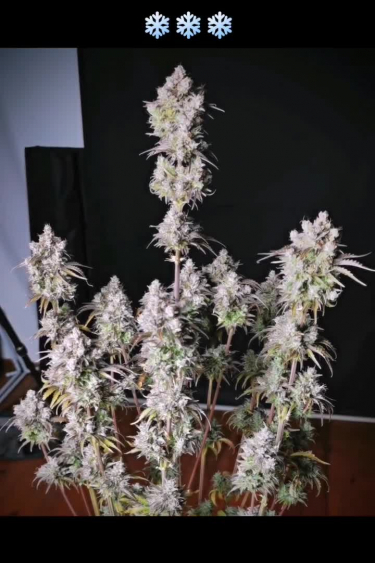 Big Bud Auto - Multiple Frosty Colas in Late Flower