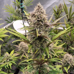Instagram Guava Sundae Auto™