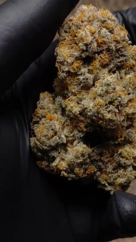 Mendo Frost Auto - Macro Shot of a Cured Bud by @1s1and_t