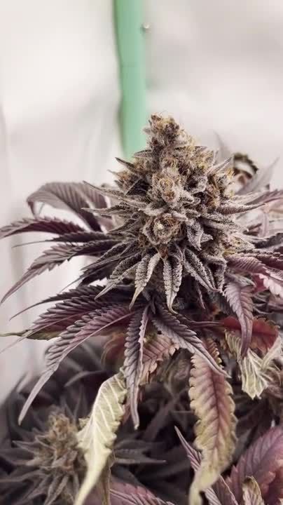 Mix Pack FF - Dark Purple Leaves Around a Frosty Bud
