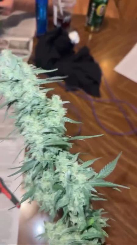 Strawberry Gorilla Auto - Trimming a Fresh Cola by @titan_flavors1