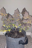 Instagram LSD-25 Auto