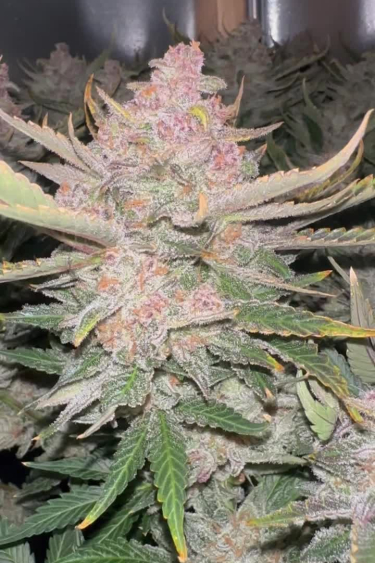 Frostbanger Auto - Pink Frosty Bud During Late Flowering