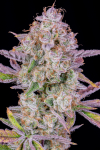 Instagram Strawberry Gorilla Auto