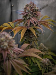 Instagram Gorilla Melon™