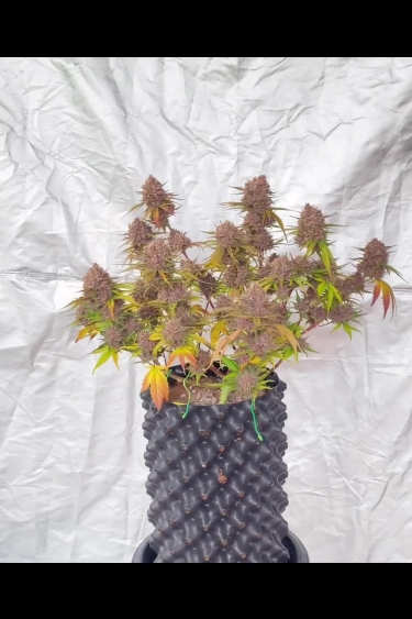 Banana Purple Punch Auto - Full Plant Size in a Small Pot at Return