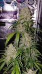 Instagram Banana Cherry Cookies Auto™