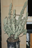 Instagram Papaya Cookies Auto™