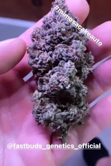 Mimosa Cake Auto - Deep Purple Dried Bud in Hand