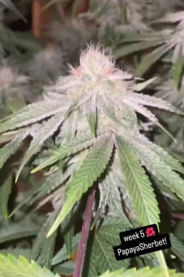Papaya Sherbet - Ok-Rich Flower in Late Bloom