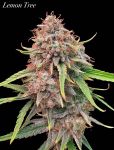 Instagram Lemon Tree Auto™