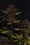 Instagram Purple Lemonade Auto RF3™