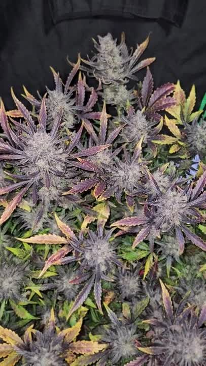 Guava Auto RF3 - Purple and Orange Fall Colors by Chrisbowa