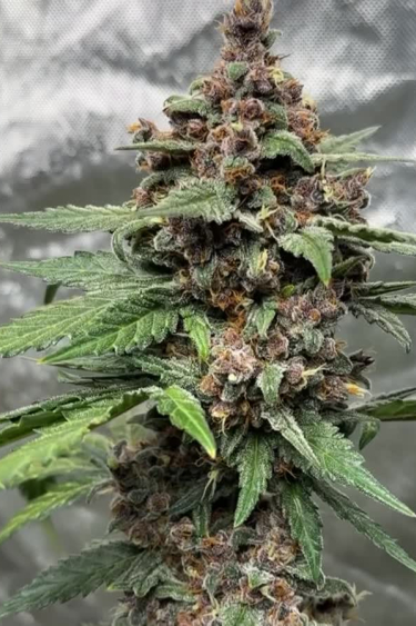 Lemon Cherry Cookies Auto - Heavy Cola Formation Before Return