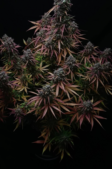 Pound Cake Auto - Dark Purple Flowering Plant with Multiple Colas
