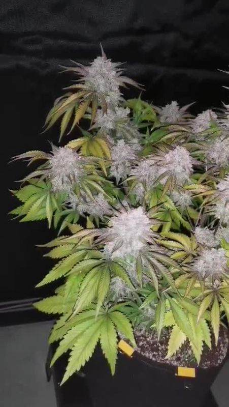 Cherry Cola Auto @budbeezy GD 