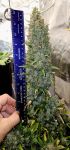 Instagram Mendo Cherry Cookies Auto™