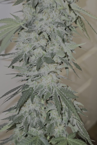 Gorilla Cookies Auto - Dense Indoor Canopy During Flowering