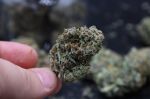Instagram Mendo Cherry Cookies Auto™