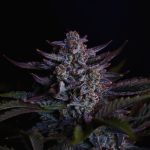 Instagram Mendo Guava Auto™