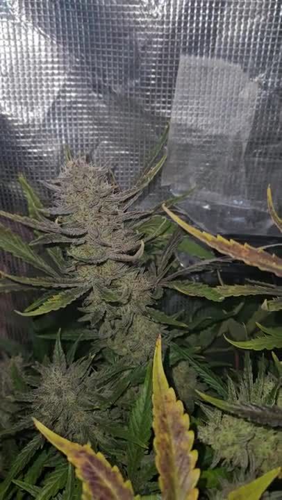 Guava Auto RF3 - Main Cola in a Reflective Grow Tent by Chrisbowa