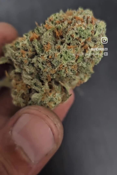 Pound Cake Auto - Compact Dried Bud with Bright Orange Pistils