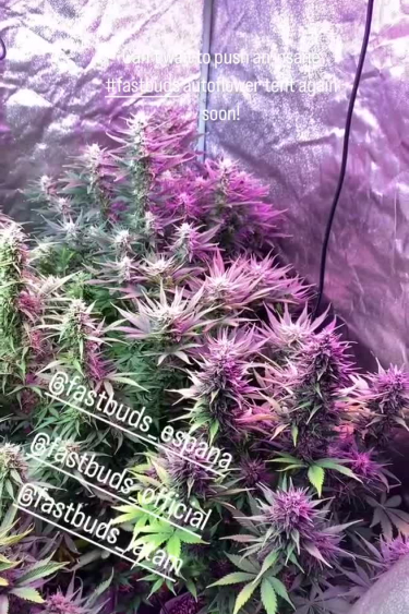 Mix Pack - Purple Indoor Grow Under LED Lights