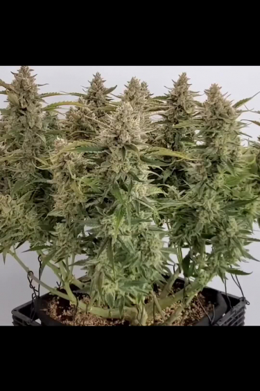 Blue Dream Auto - Large Flowering Plant with Multiple Colas