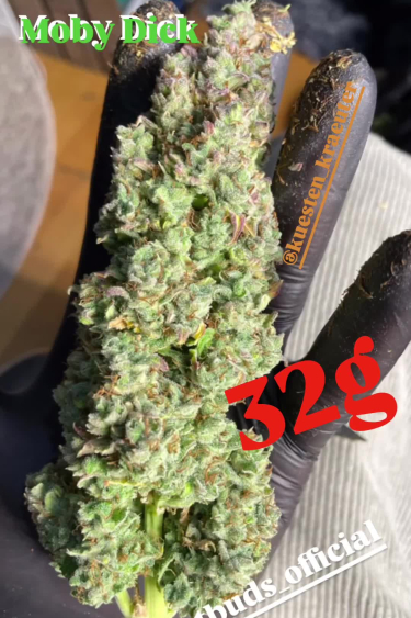 Moby Dick Auto - Long Returned Cola Close Up