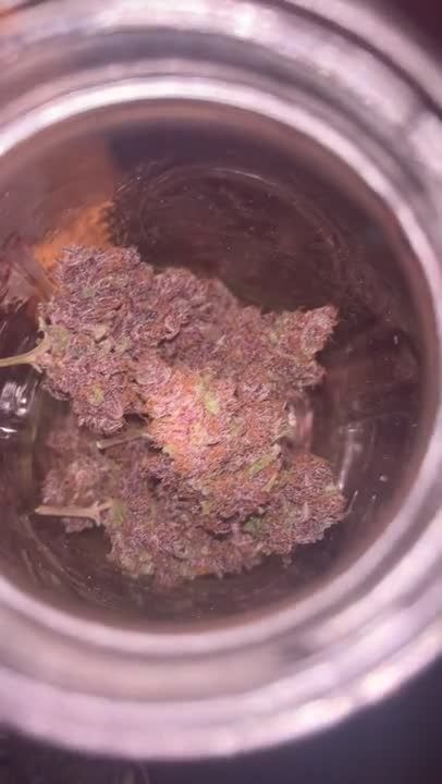 Lemon Cherry Cookies Auto - Cured Buds in a Glass Jar by JoExotic