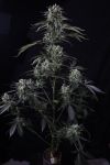 Instagram Banana Guava Auto™