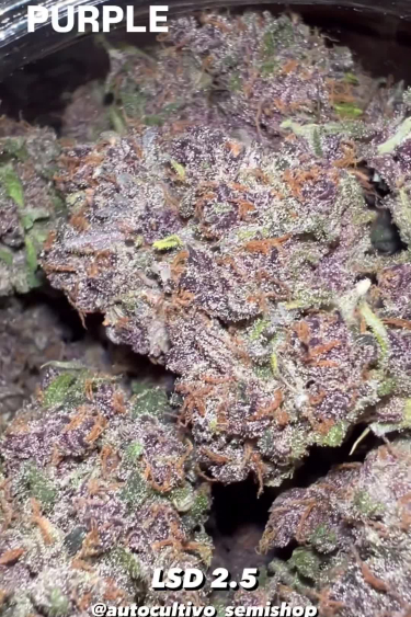 LSD-25 Auto - Colorful Dried Buds Close Up