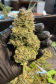 Instagram Gorilla Cookies Auto