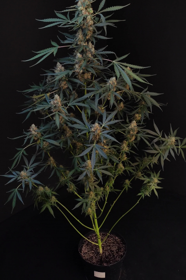 Northern Lights Auto - Full Plant Size and Bud Development