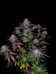 Instagram Guava Sundae Auto™