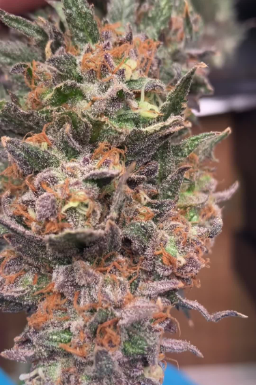 Rainbow Melon - Orange Hairs and Mature Bud Structure Up Close