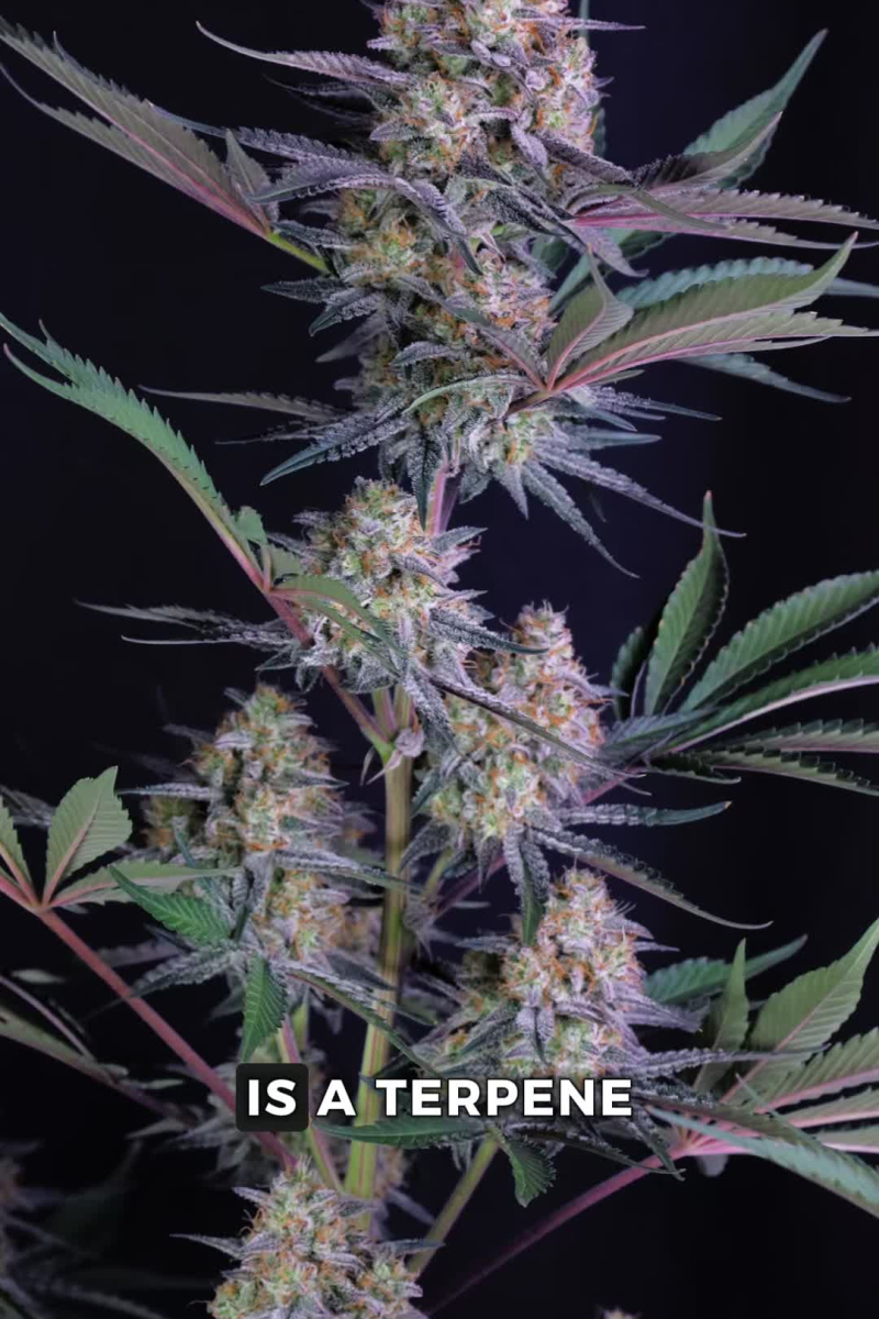 Lemon Tree Auto - Lavender Frosty Colas and Citrus Flavor