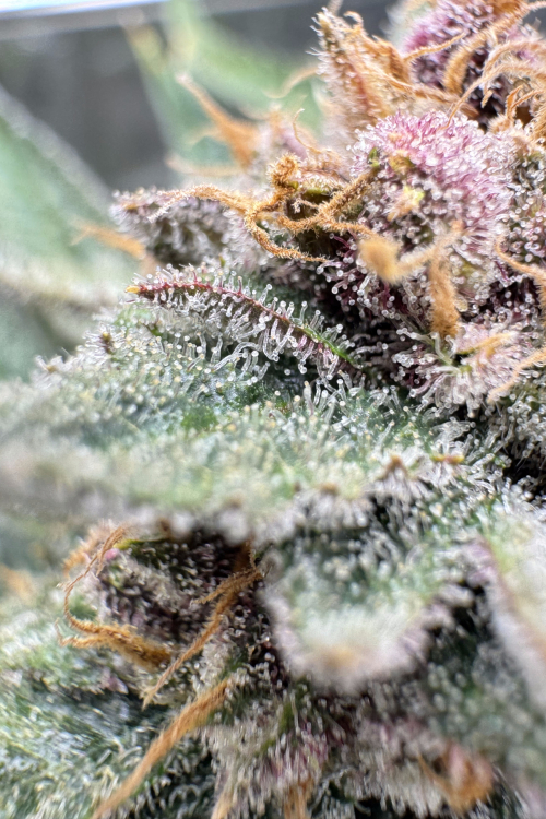 Cherry Cola Auto RF3