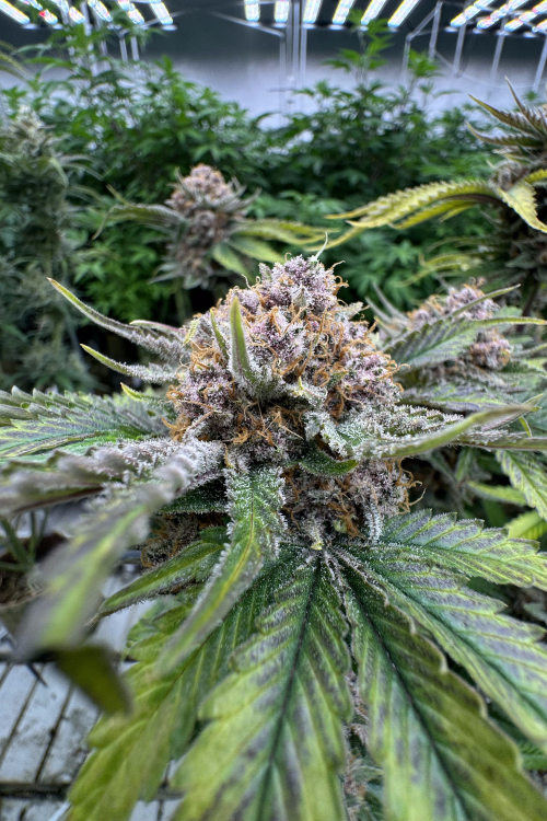 Cherry Cola Auto RF3