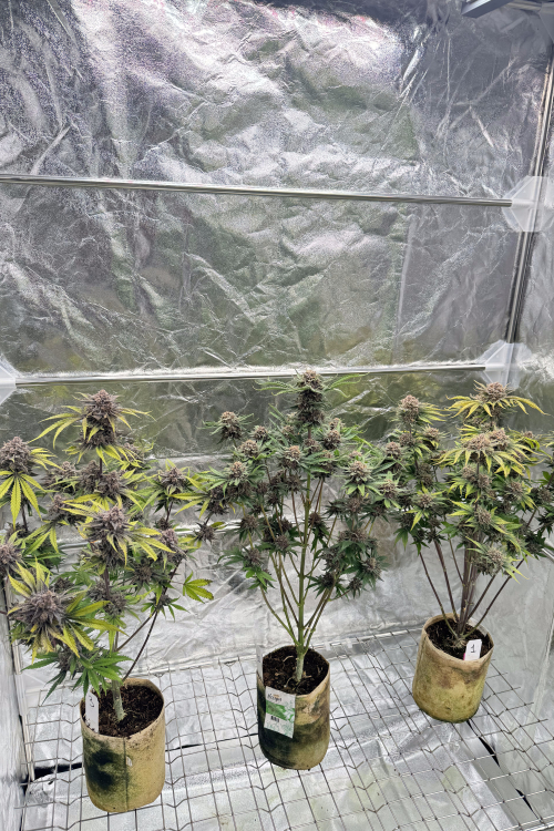Cherry Cola Auto RF3