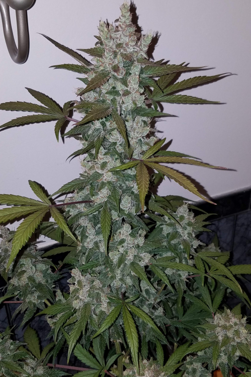 Girl Scout Cookies Auto