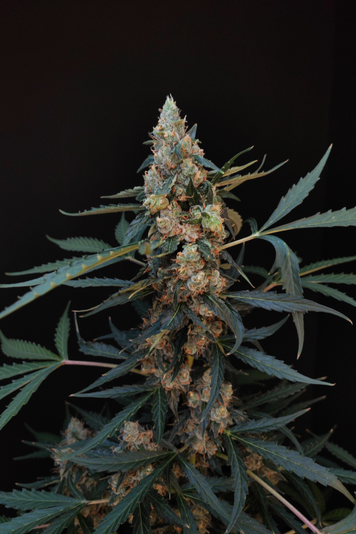 Northern Lights Auto