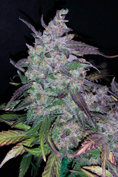 Fastberry Auto
