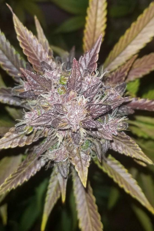 C4 Auto