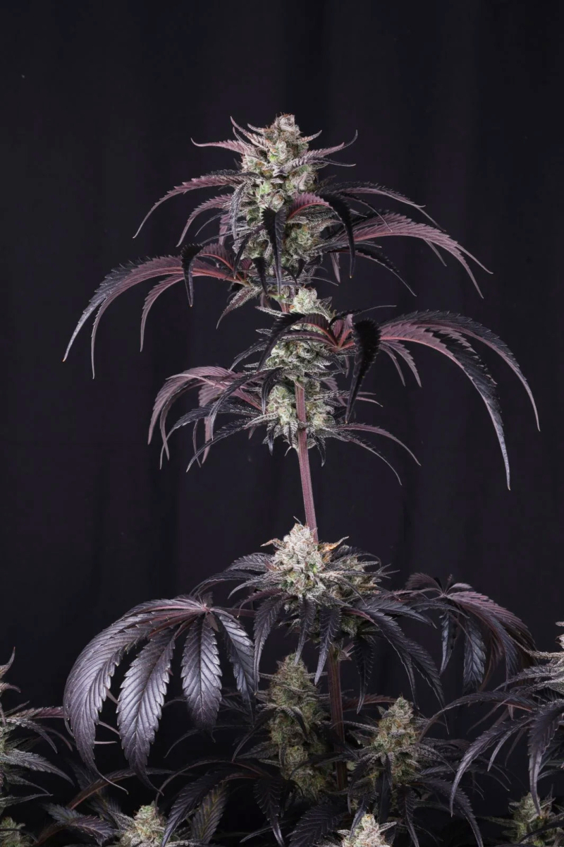 Photo of Strawberry Gorilla Auto RF3